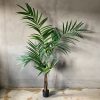 Kentia palme H:244cm
