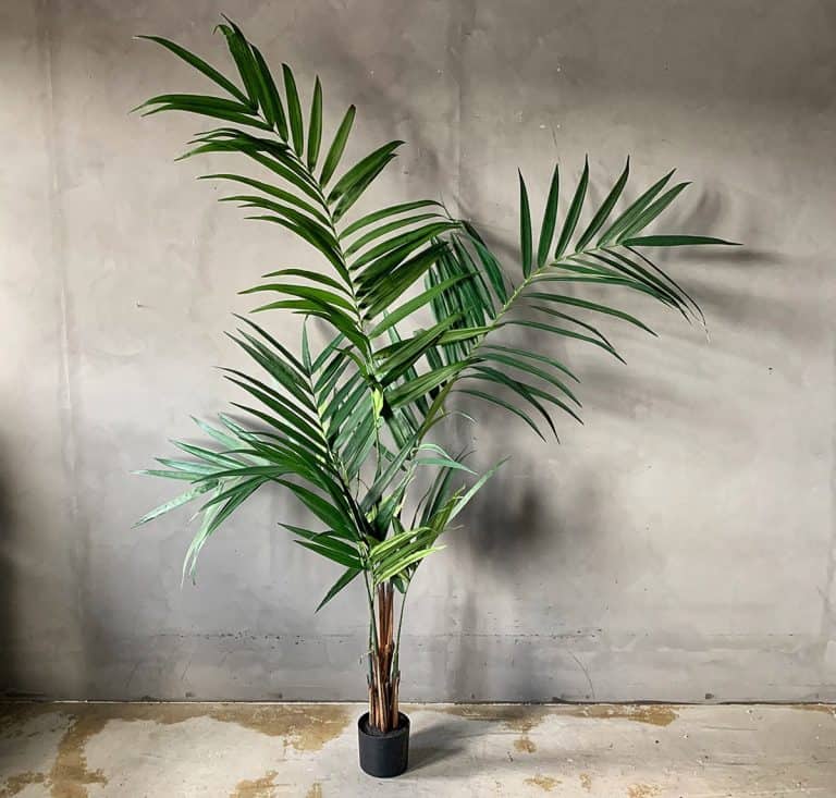 Kentia palme H:244cm