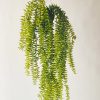 Hengeplante 50 cm.
