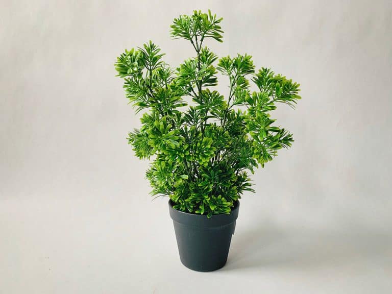 Bartre i potte h 39 cm