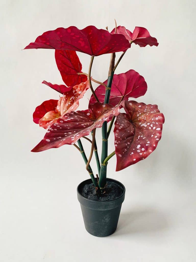 Begonia tre i potte h 48 cm
