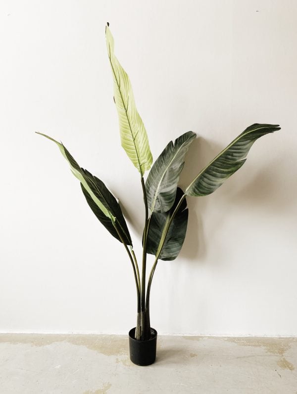 Bananplante h 120 cm