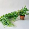 Hengeplante F H:58cm