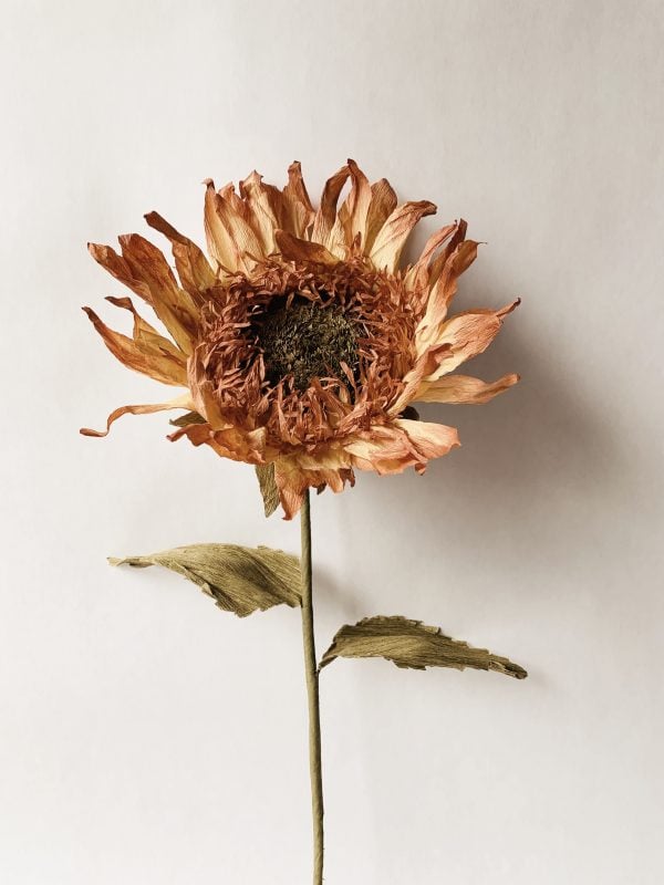 Papirblomst solsikke h 70 cm rust