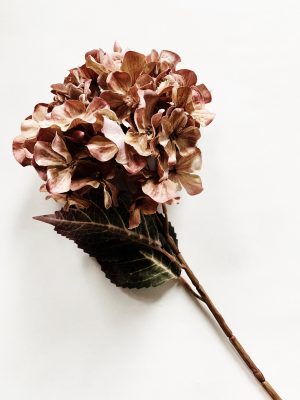 Hortensia 66 cm rust