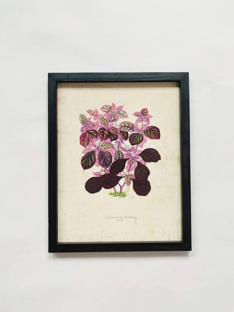 Bilde i ramme 33×41 cm Plante lilla
