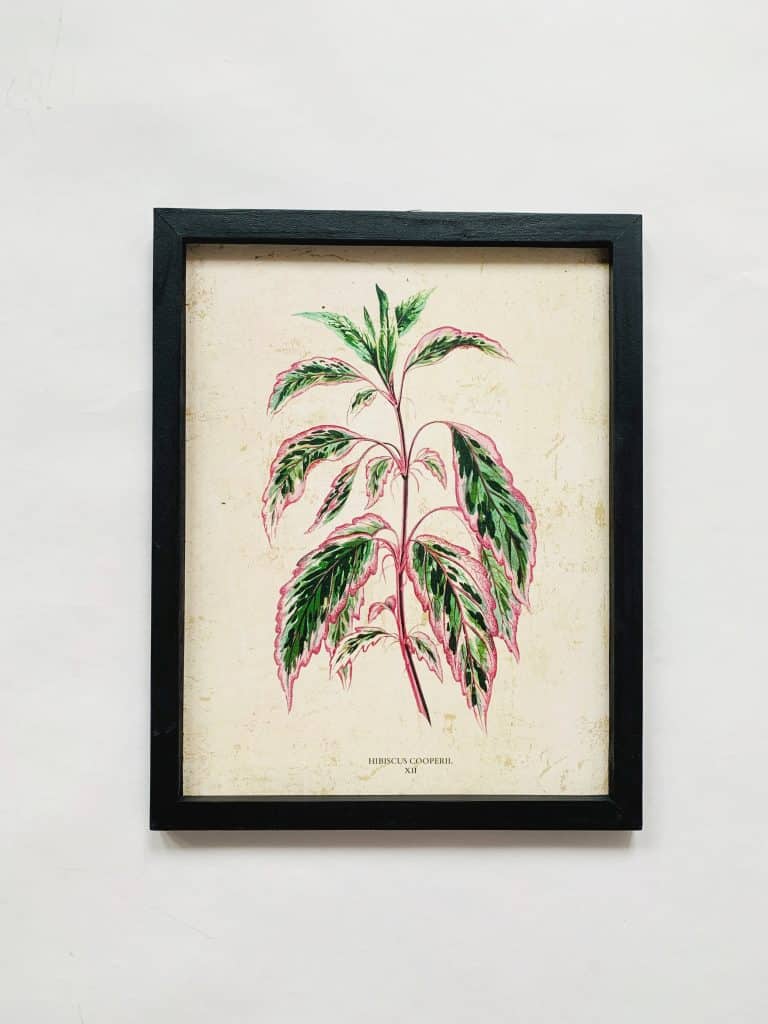Bilde i ramme 33×41 cm Plante grønnlilla