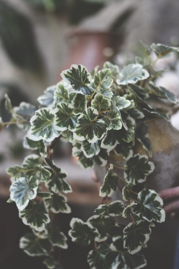 Pelargonia hengeplante 50 cm - Bilde 3