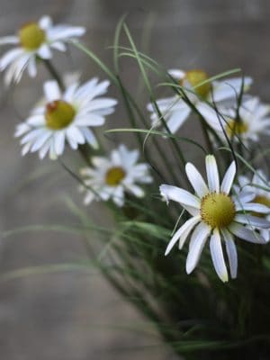 Kunstige planter/blomster