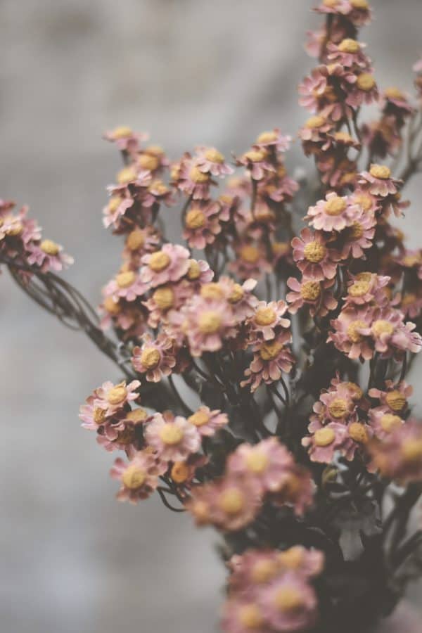 Asters rosa 53cm - Bilde 2