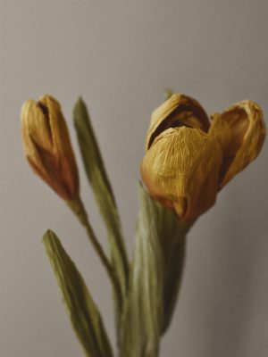 Papirblomst tulipan 30 cm gul