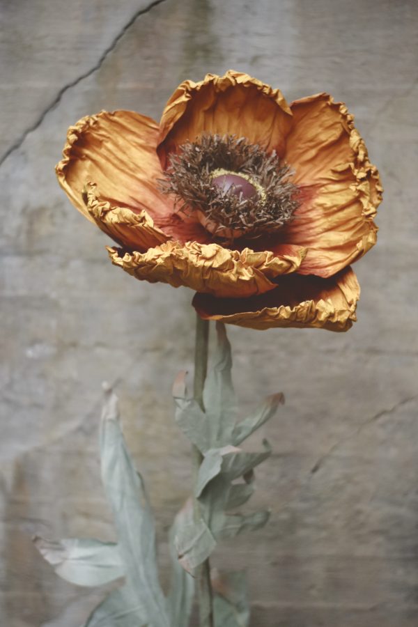 Papirblomst valmue 160 cm rust