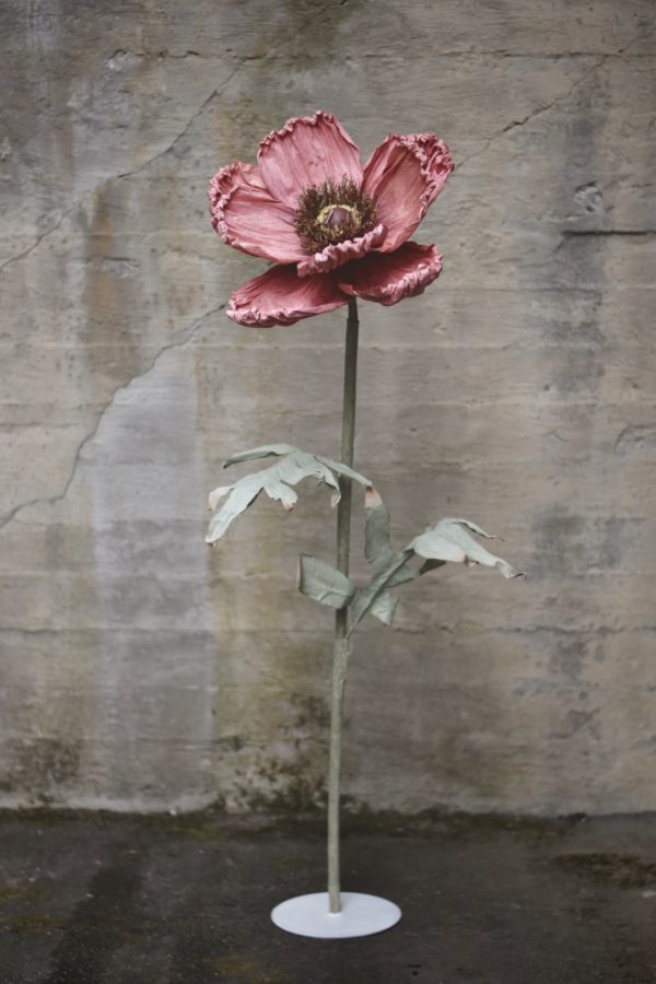 Papirblomst valmue 220 cm støvet rosa