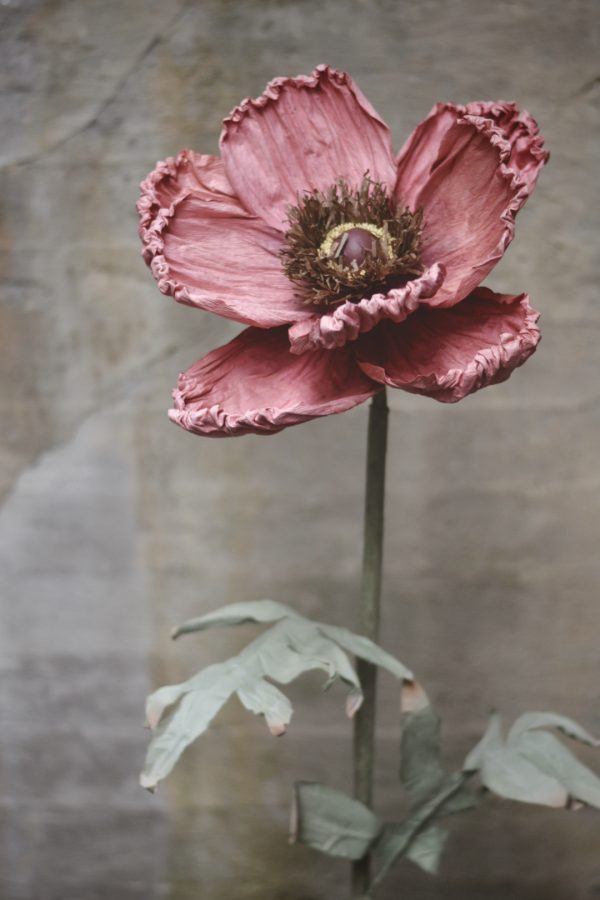 Papirblomst valmue 160 cm støvet rosa