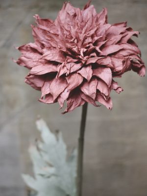 Papirblomst dahlia 143 cm lilla