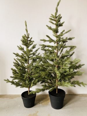 Grantre i potte 100 cm