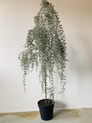 Hengelerk 150 cm