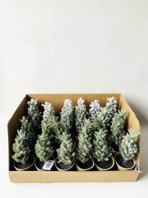 Bartre i potte 17 cm display